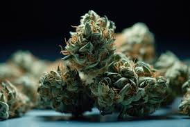 Discover Quality Choices for Weed Seeds Ontario Discover Quality Choices for Weed Seeds Ontario